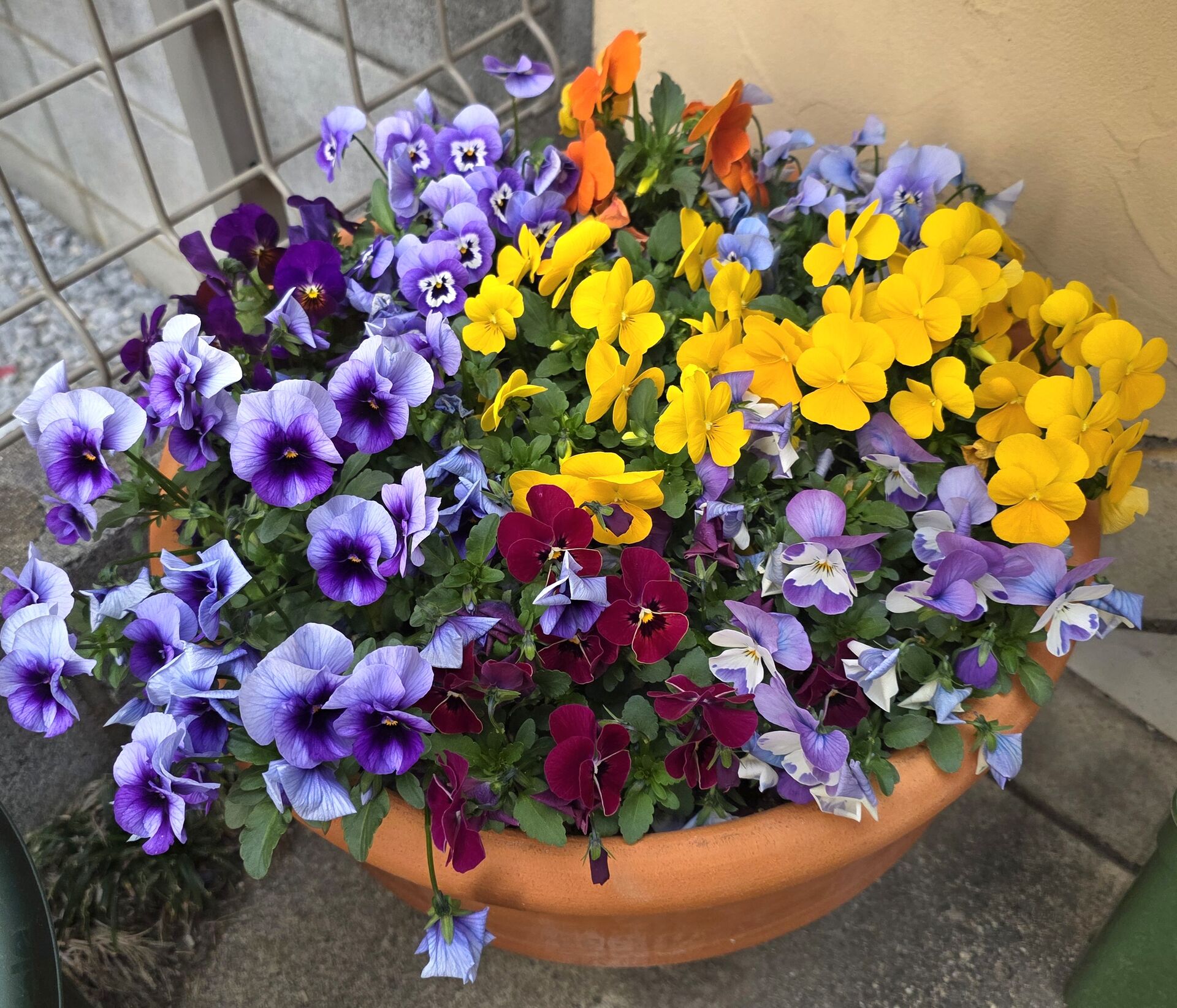 朝から元気に咲き誇る花に！
