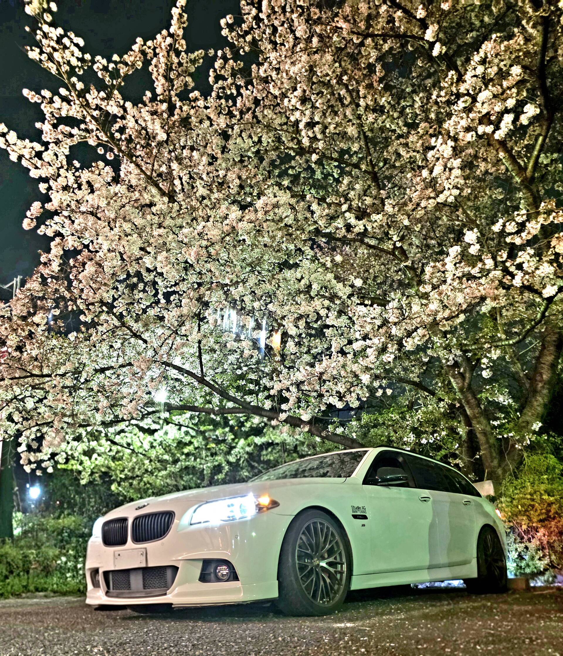 夜桜！